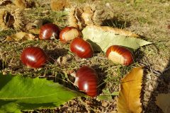 castagne