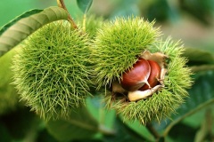 castagne